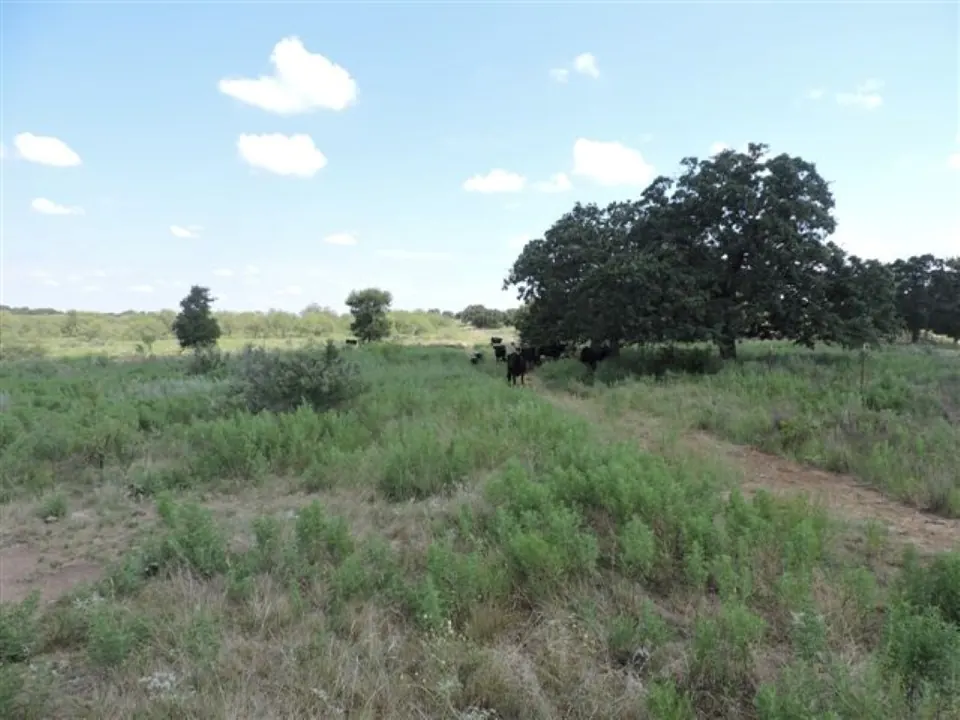 Overview of 80 acre hunting land in Young County, Texas