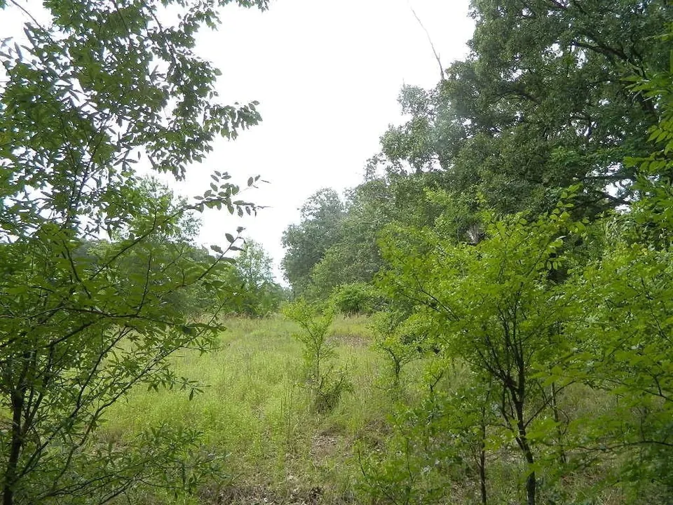 Overview of 83.42 acre hunting land in Red River County, Texas