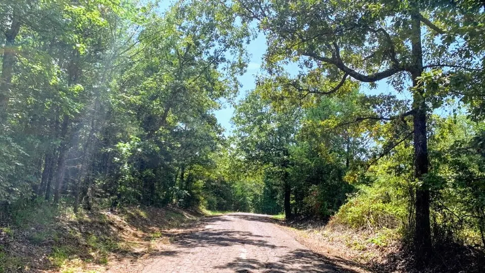 Overview of 9.17 acre hunting land in Camp County, Texas