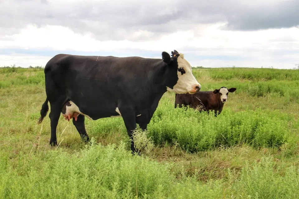 Overview of 1,145 acre farm in Clay County, Texas