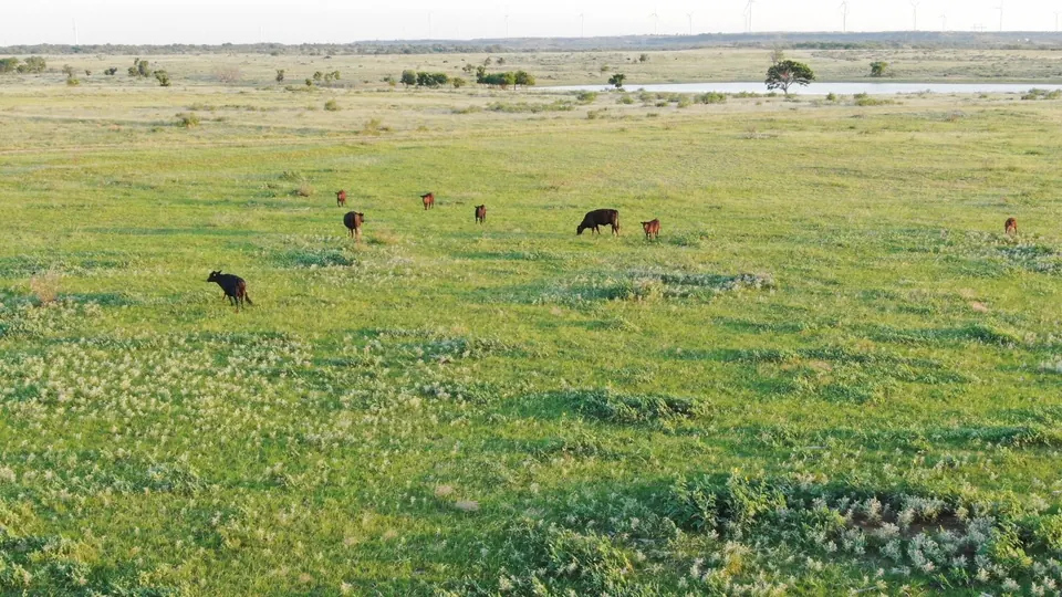 Cattle graze on lush pastureland with a stock pond and wind turbines in the distance on 2,401 acres in Archer County