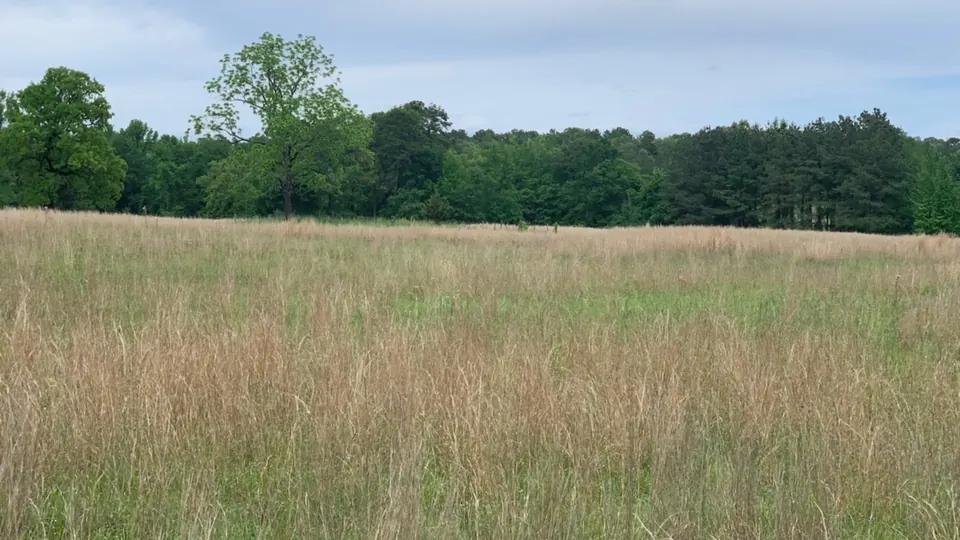 Overview of 35.55 acre timberland in Red River County, Texas