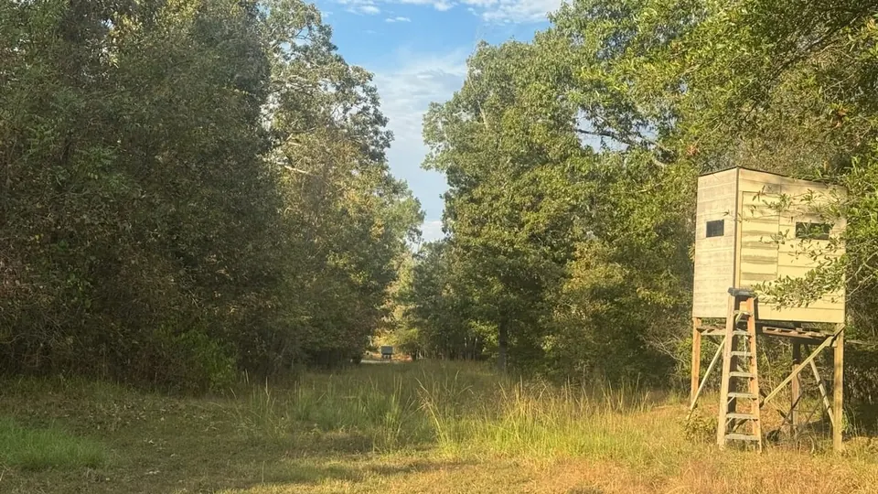 Elevated hunting blind stands at the edge of a grassy clearing and timber on 36 acres in Red River County