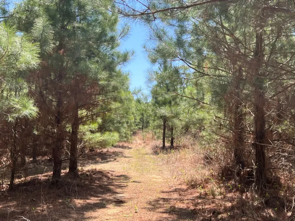 Overview of 11.96 acre hunting land in Cass County, Texas