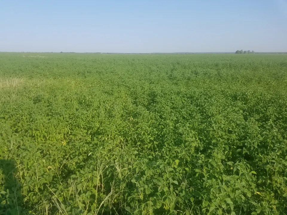 Overview of 120 acre farm in Foard County, Texas