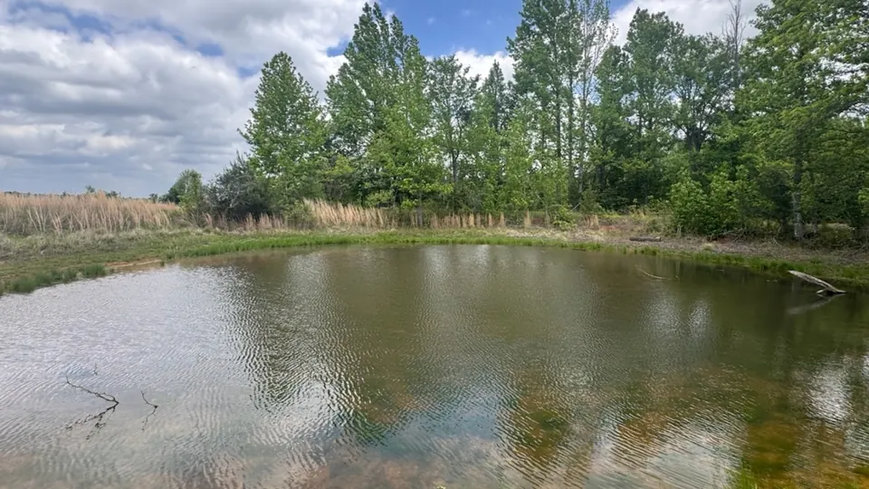 Stock pond reflecting the sky, surrounded by tall grasses and a tree line, Untitled Draft, acres in County, TX