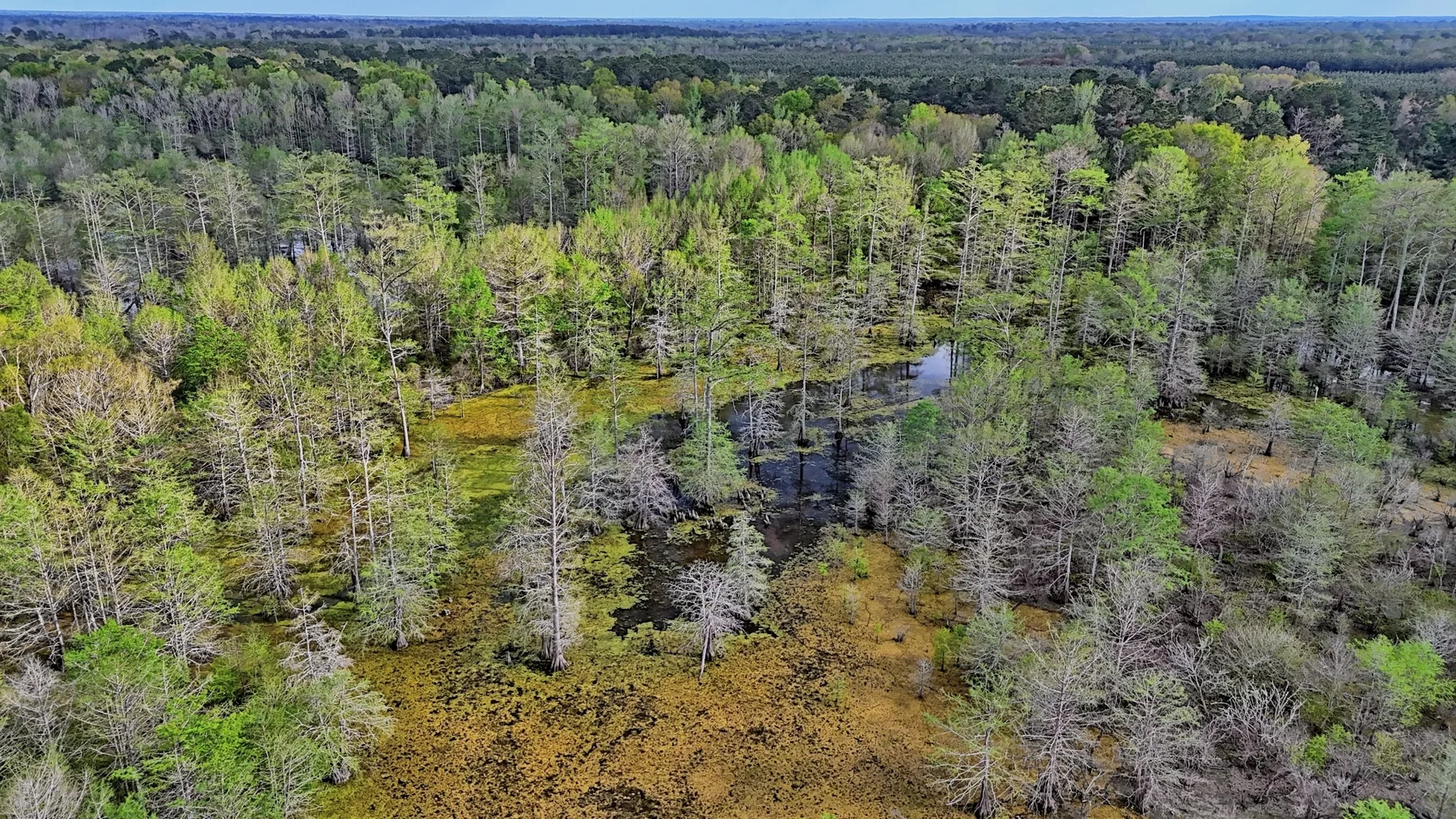 712 Acre Hunting Land in Panola County | Texas Hunting Land