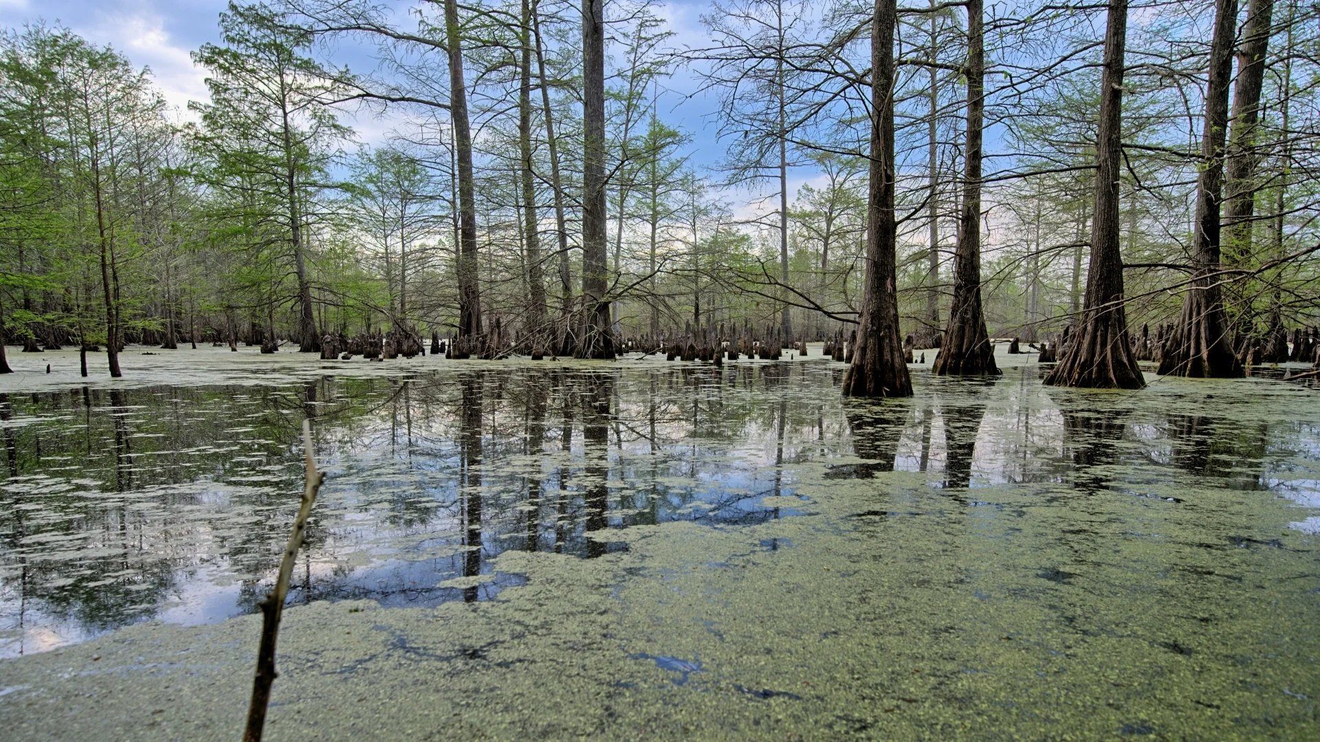 Cypress wetland and timber habitat in East Texas