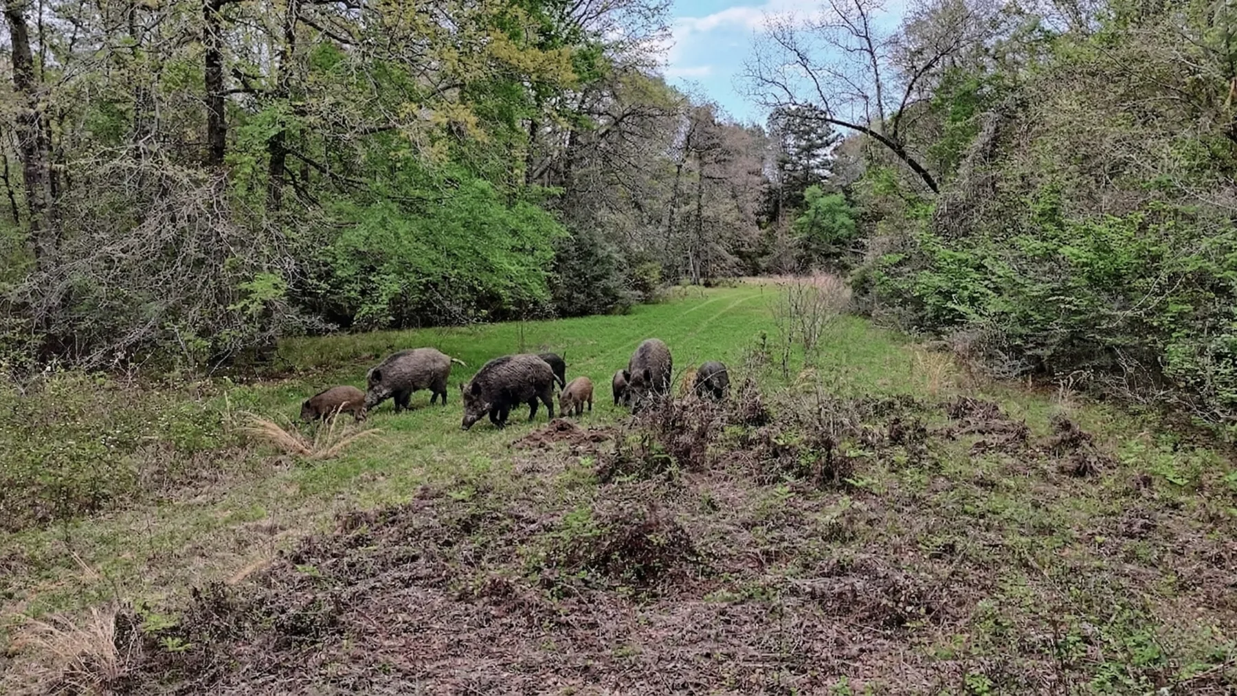 712 Acre Hunting Land in Panola County | Texas Hunting Land