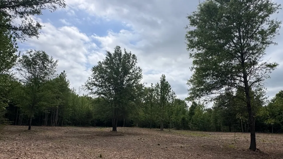 Cleared homesite with scattered trees and saplings, ready fo, 3 acres in Red River County, 3.54 acres in Red River County, TX