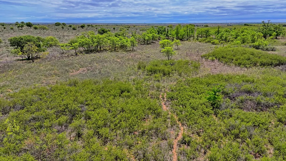 Expansive acreage in Hardeman County with native grasses, scattered trees, and abundant brush cover
