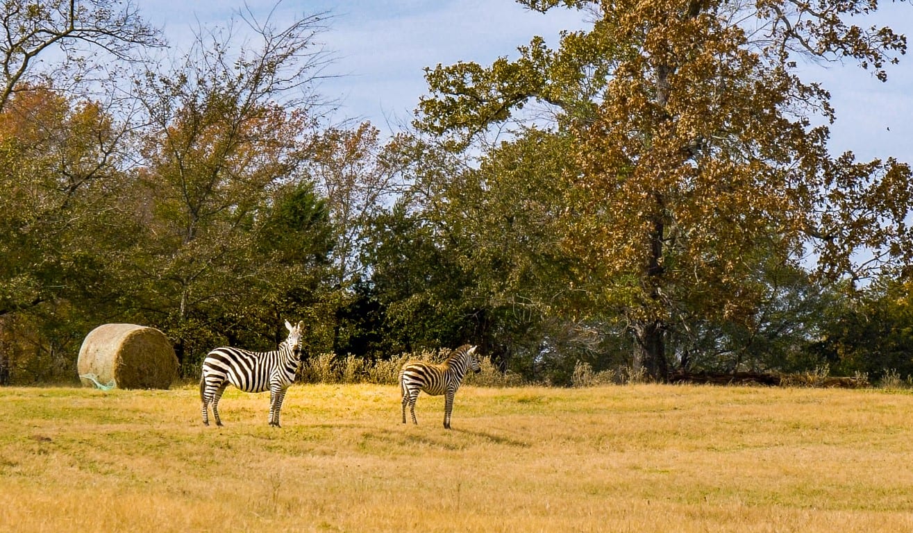 High Fenced Ranches for Sale
